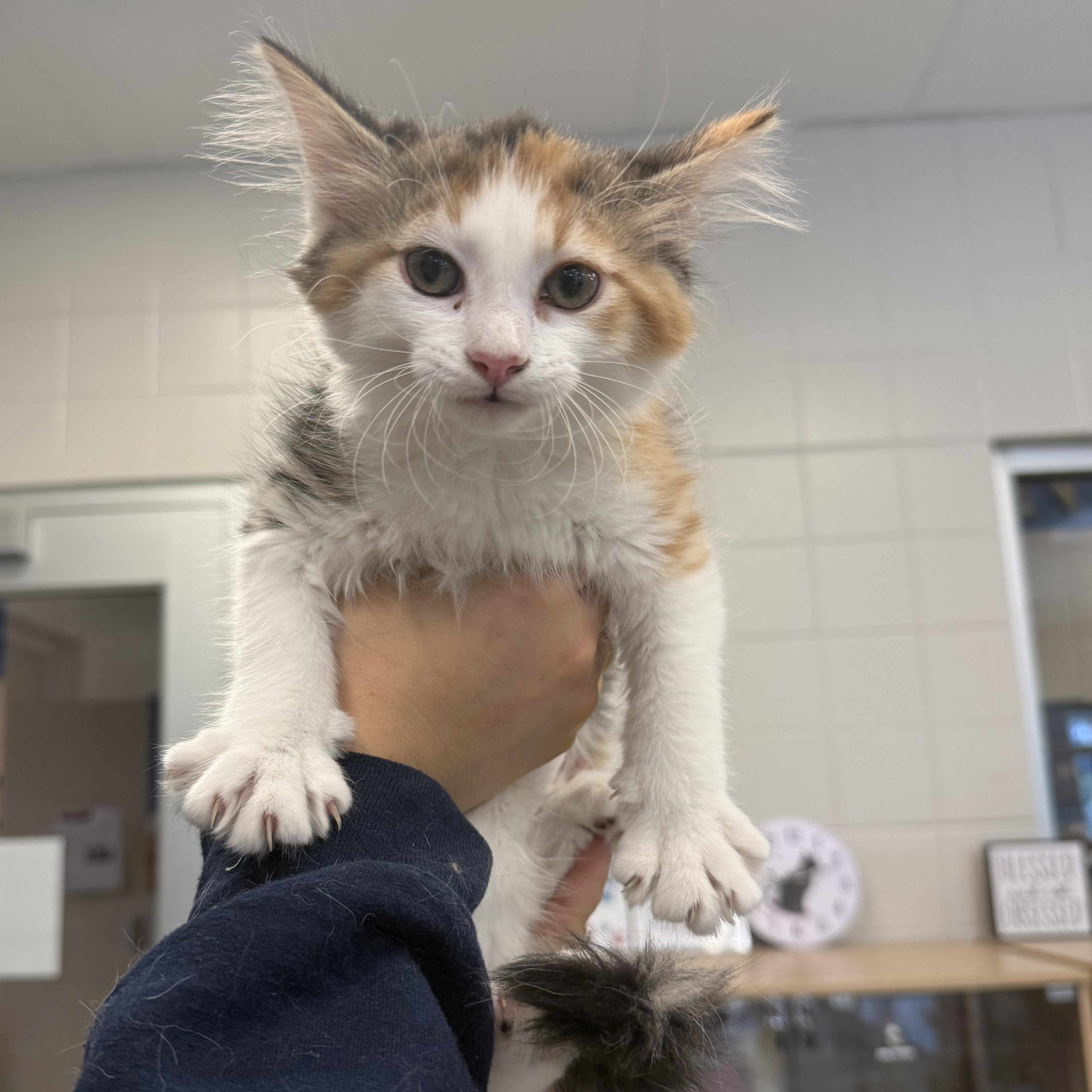 Enlarge Ducati, an adopted Domestic Medium Hair in Kearney, NE image 1/1