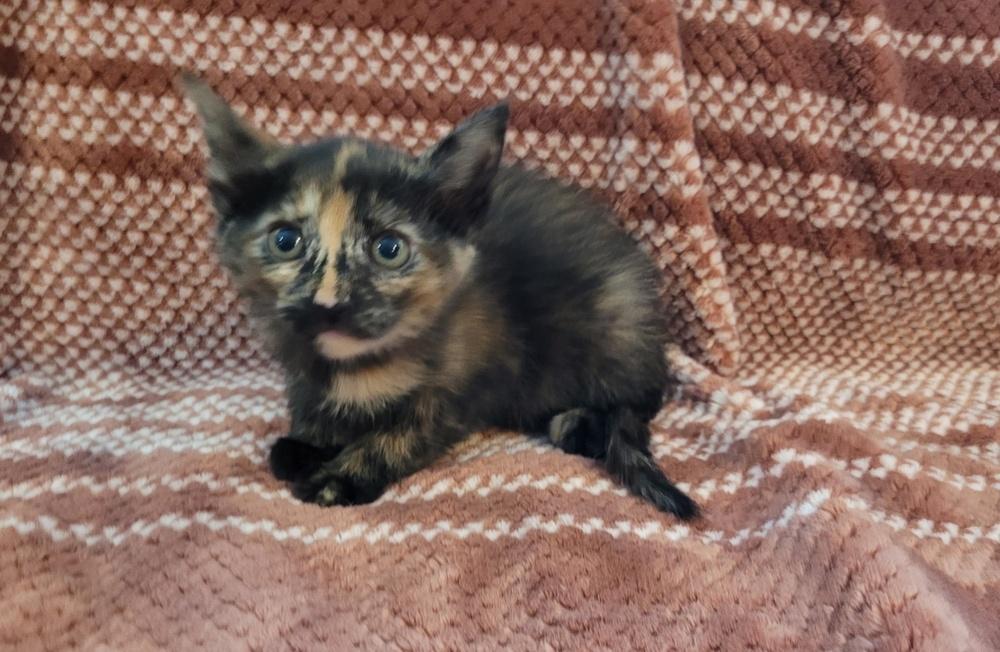 Shelby, Adoptable, Kitten Female American Shorthair.