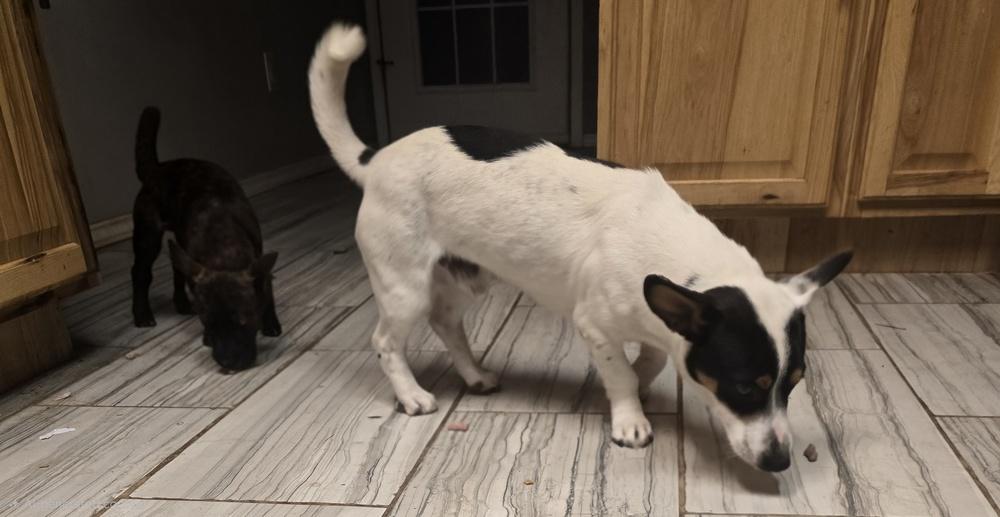 Pop tart, Adoptable, Young Male Jack Russell Terrier & Corgi.