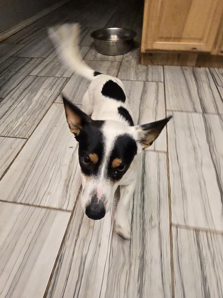 Enlarge Pop tart, a Adoptable mixed breed in Albuquerque, NM image 2/6