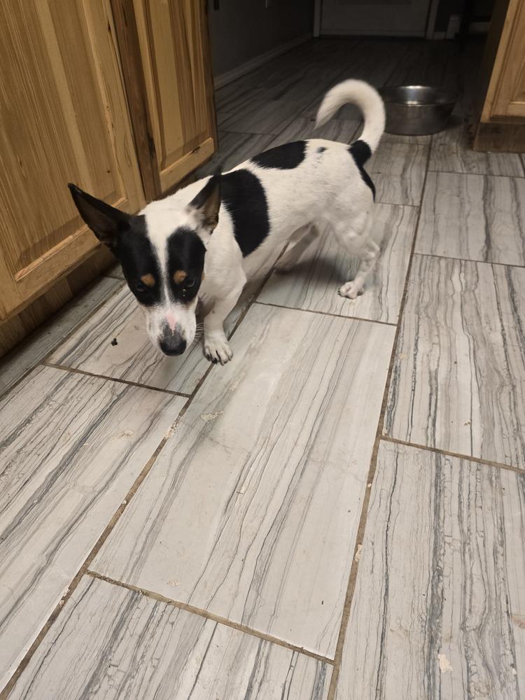 Enlarge Pop tart, a Adoptable mixed breed in Albuquerque, NM image 5/6