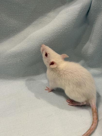 Melech, adopted, Baby Male Rat.