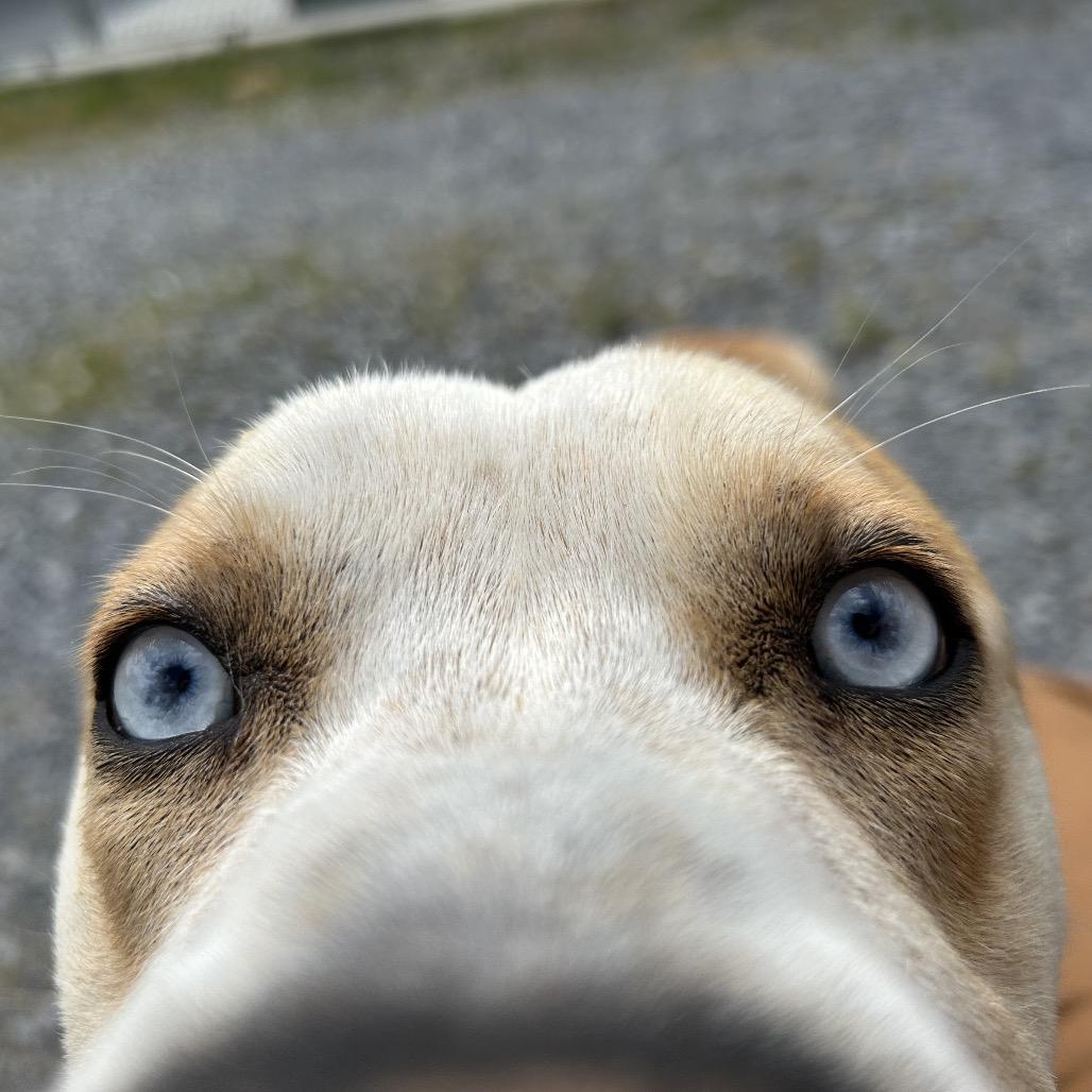 Bayou, Adoptable, Young Male Pit Bull Terrier & Husky.
