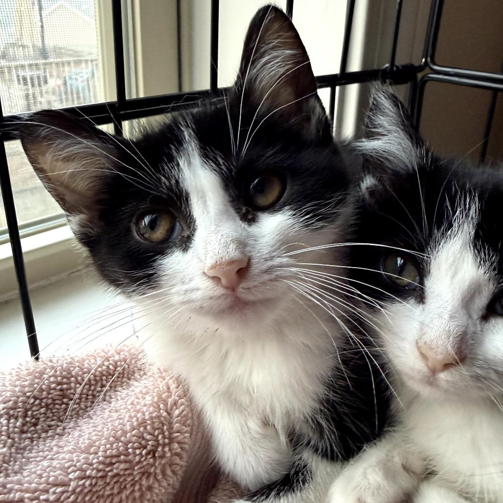 Enlarge Tulip, a Adoptable Domestic Short Hair in Lexington, KY image 1/2