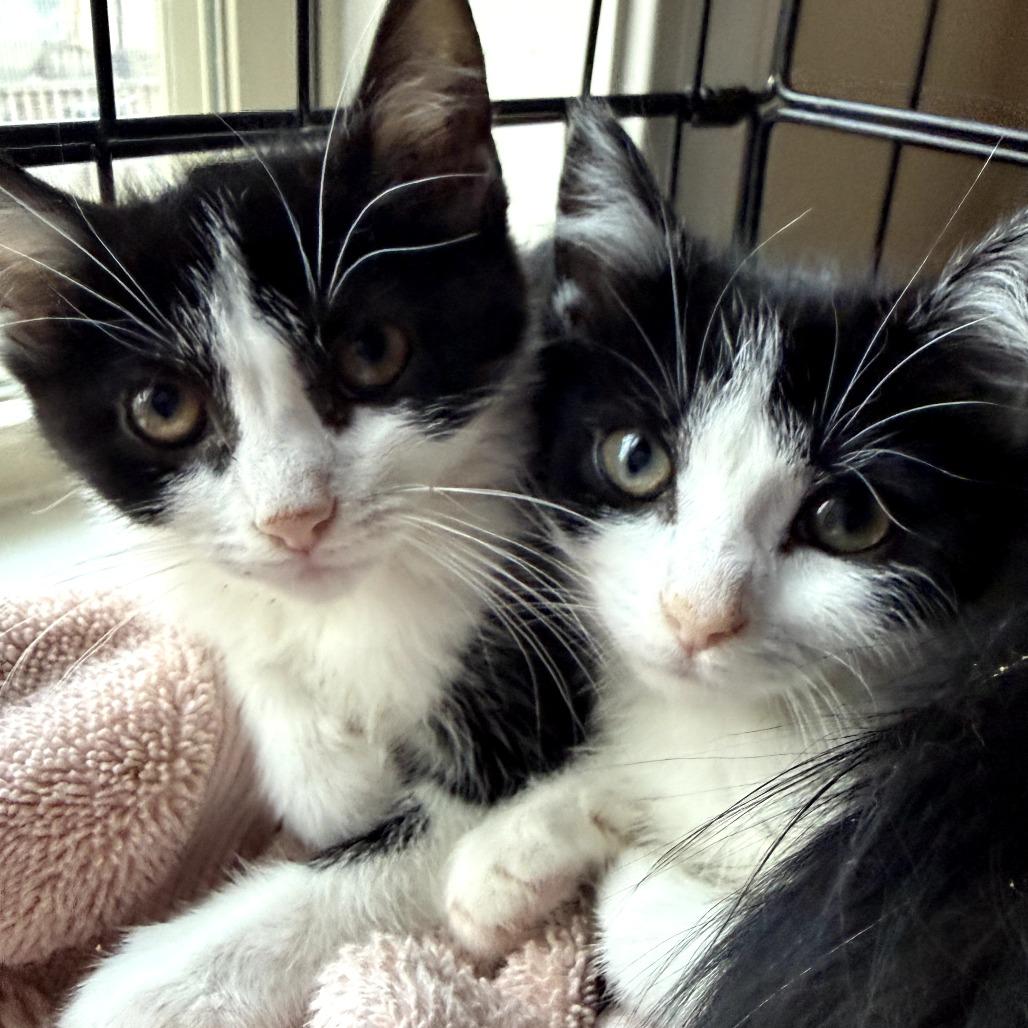 Enlarge Tulip, a Adoptable Domestic Short Hair in Lexington, KY image 2/2