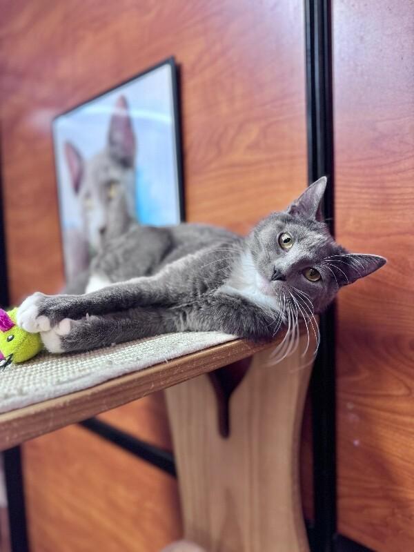 June, Adoptable, Young Female Domestic Short Hair.