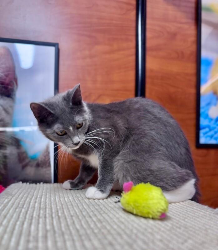 Enlarge June, a Adoptable Domestic Short Hair in North Babylon, NY image 2/6