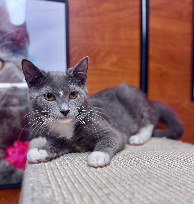 Enlarge June, a Adoptable Domestic Short Hair in North Babylon, NY image 3/6