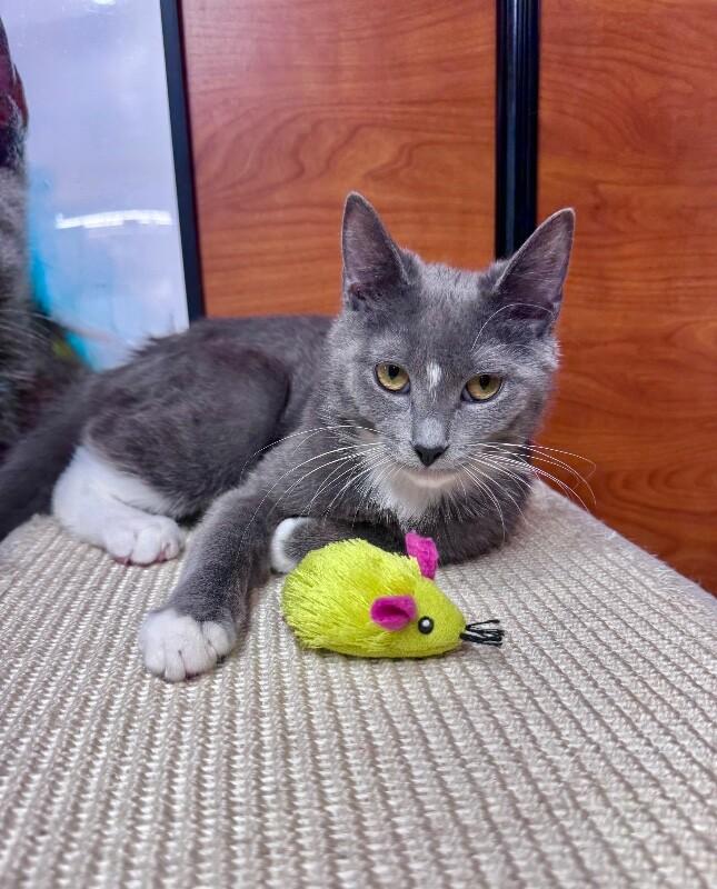 Enlarge June, a Adoptable Domestic Short Hair in North Babylon, NY image 4/6