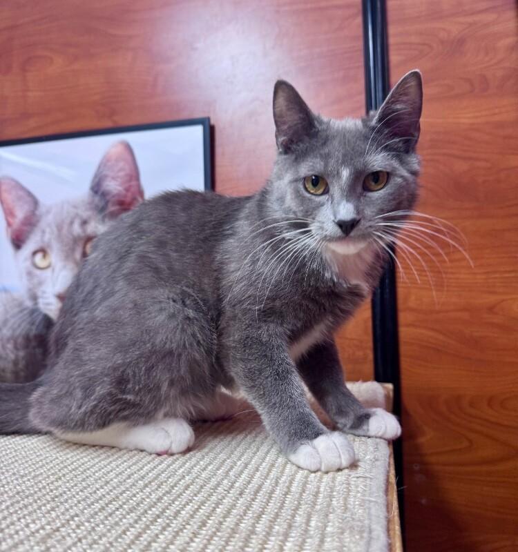 Enlarge June, a Adoptable Domestic Short Hair in North Babylon, NY image 5/6