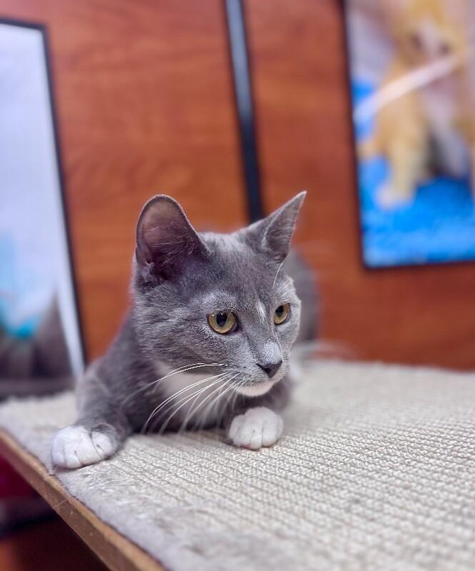 Enlarge June, a Adoptable Domestic Short Hair in North Babylon, NY image 6/6