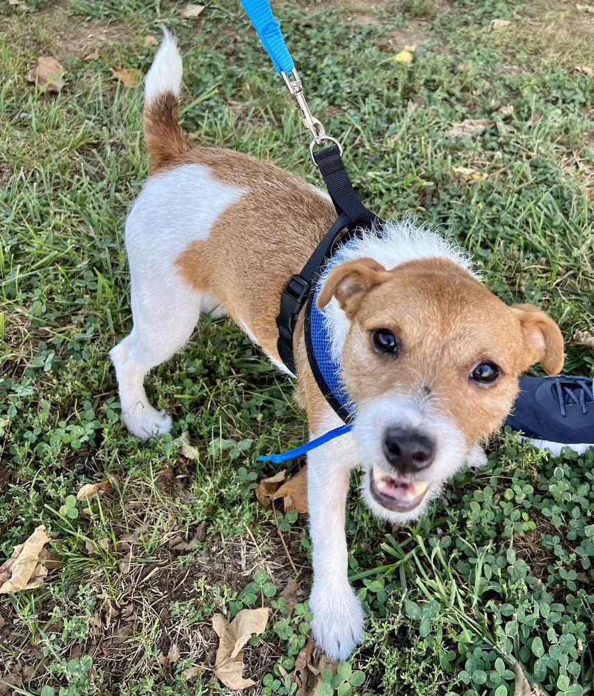Jackson *, a Adoptable Jack Russell Terrier in Columbia, TN image 1/3