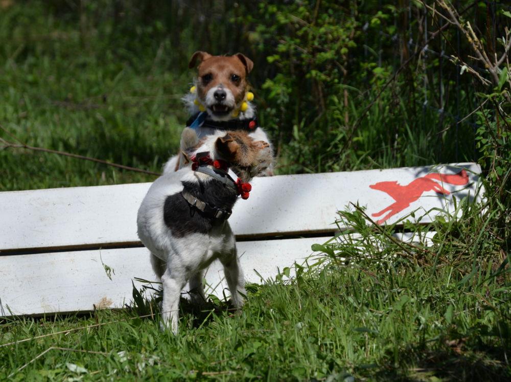Jackson *, Adoptable, Young Male Jack Russell Terrier.