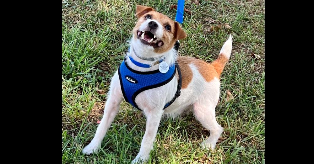 Enlarge Jackson *, a Adoptable Jack Russell Terrier in Columbia, TN image 2/3