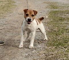 Enlarge Jackson *, a Adoptable Jack Russell Terrier in Columbia, TN image 3/3