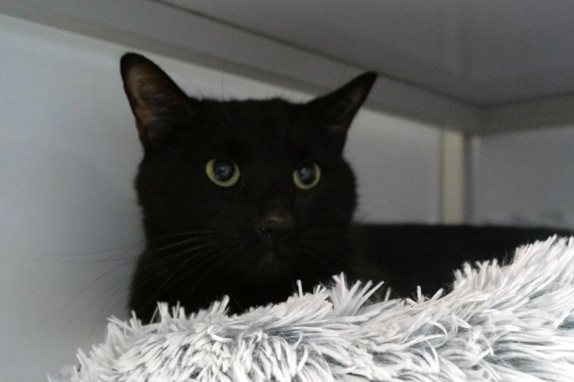 Enlarge Pywacket, an adopted Domestic Short Hair in New Milford, CT image 1/3