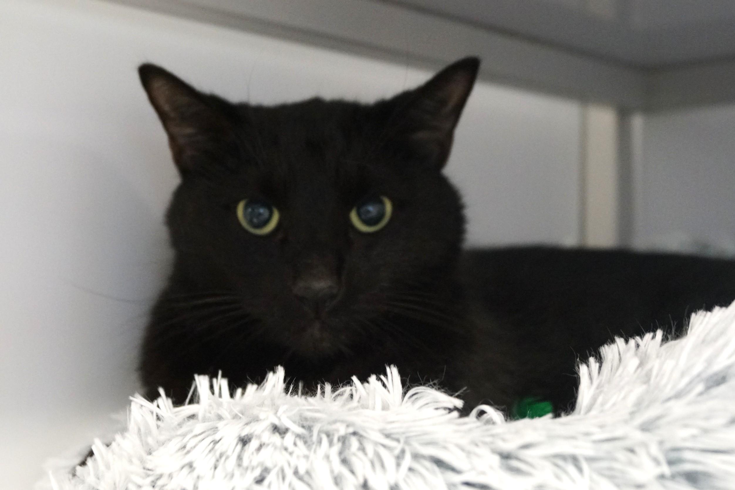 Enlarge Pywacket, an adopted Domestic Short Hair in New Milford, CT image 3/3