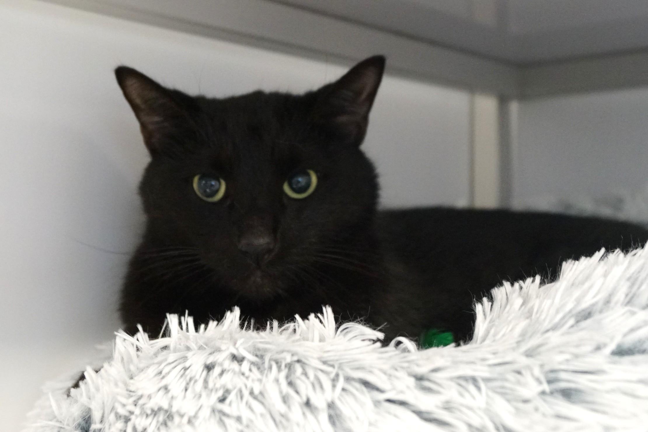 Enlarge Pywacket, an adopted Domestic Short Hair in New Milford, CT image 2/3