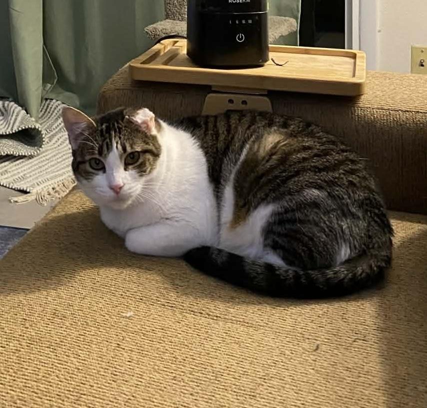 Skipper, Adoptable, Adult Female Domestic Short Hair.