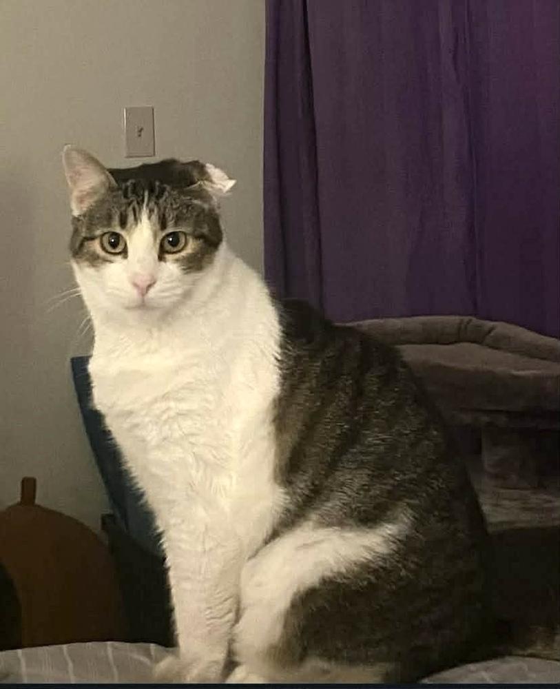 Skipper — thumbnail 2