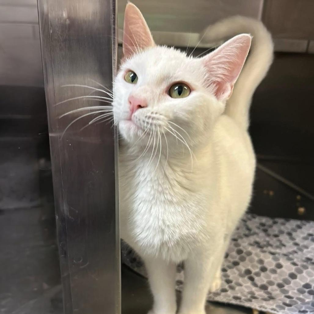 Cool Whip, a Adoptable Domestic Short Hair in Walnut Cove, NC image 1/5