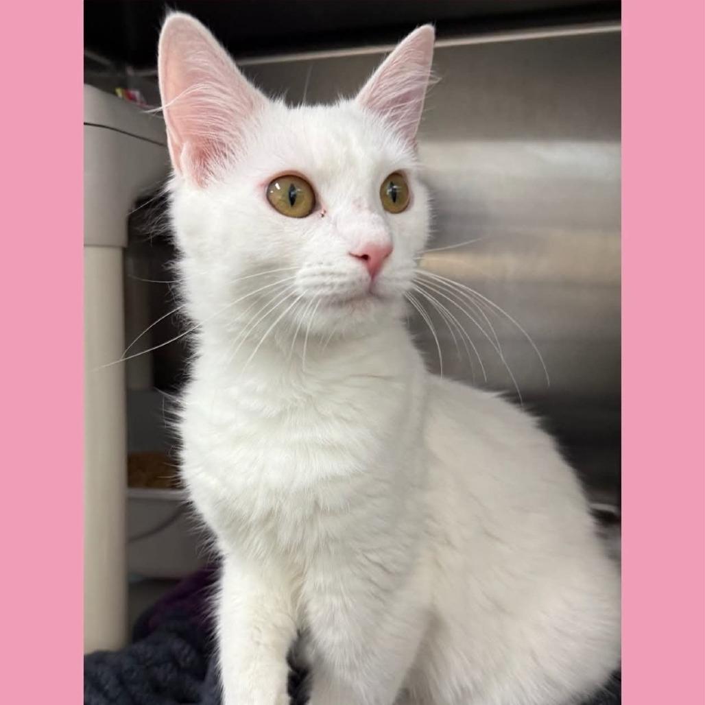 Cool Whip, a Adoptable Domestic Short Hair in Walnut Cove, NC image 2/5