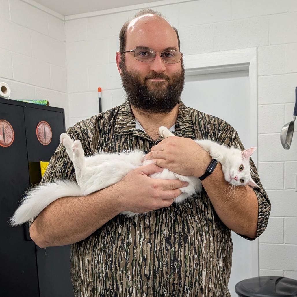 Cool Whip, a Adoptable Domestic Short Hair in Walnut Cove, NC image 3/5