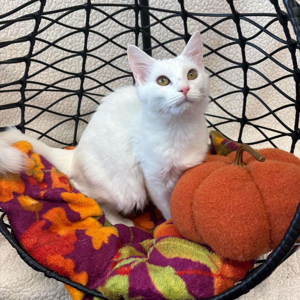 Cool Whip, a Adoptable Domestic Short Hair in Walnut Cove, NC image 4/5