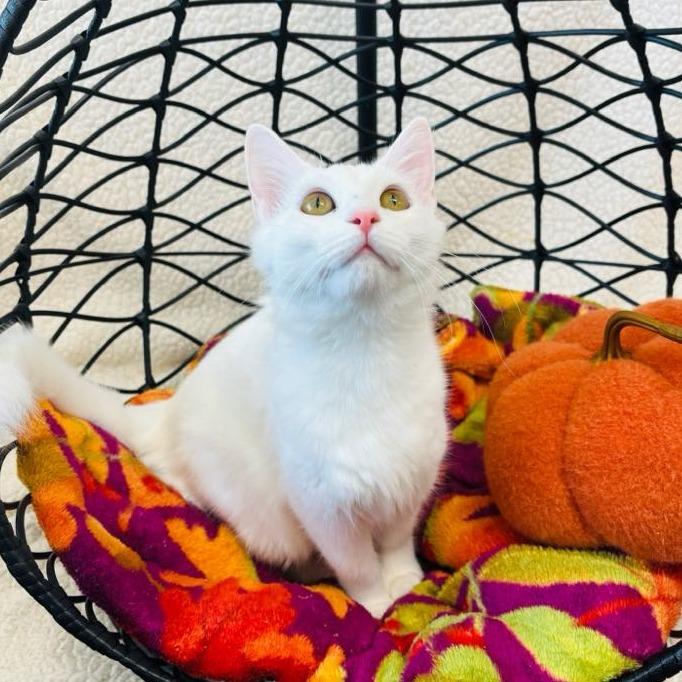 Cool Whip, a Adoptable Domestic Short Hair in Walnut Cove, NC image 5/5