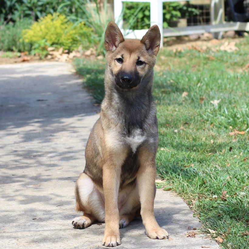 Libby, Adopted, Puppy Female Shiba Inu.
