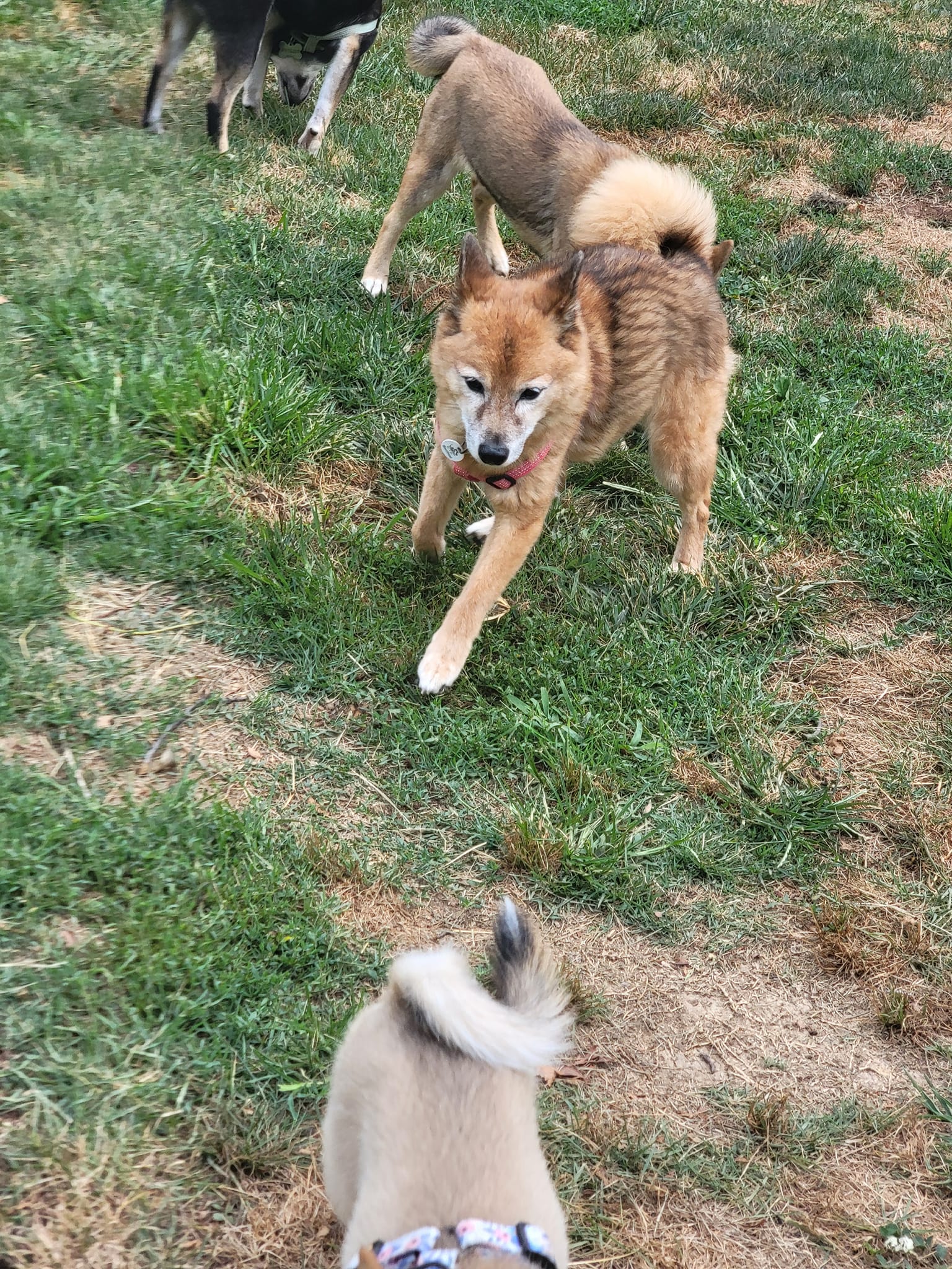 Enlarge Libby, a Adopted Shiba Inu in Manassas, VA image 2/5