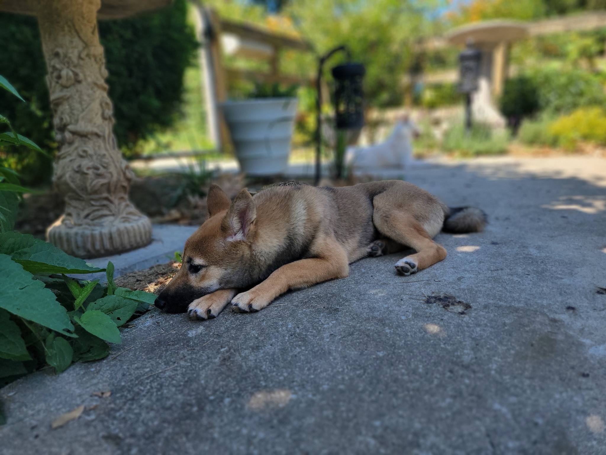 Enlarge Libby, a Adopted Shiba Inu in Manassas, VA image 3/5