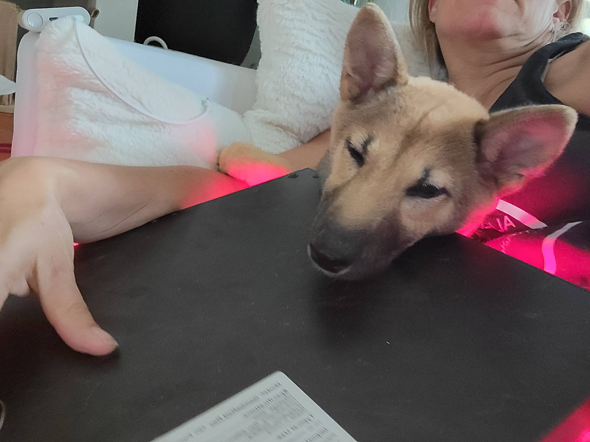 Enlarge Libby, a Adopted Shiba Inu in Manassas, VA image 4/5