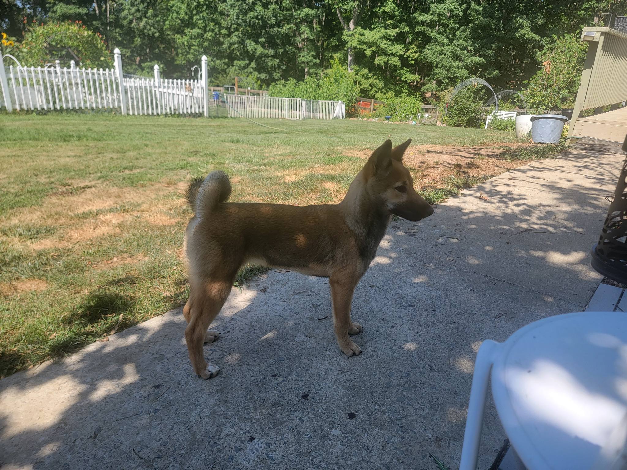 Enlarge Libby, a Adopted Shiba Inu in Manassas, VA image 5/5