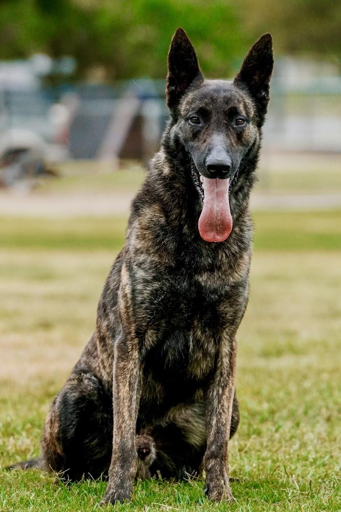 Enlarge Creed, a Adoptable Dutch Shepherd in Mira Loma, CA image 1/2