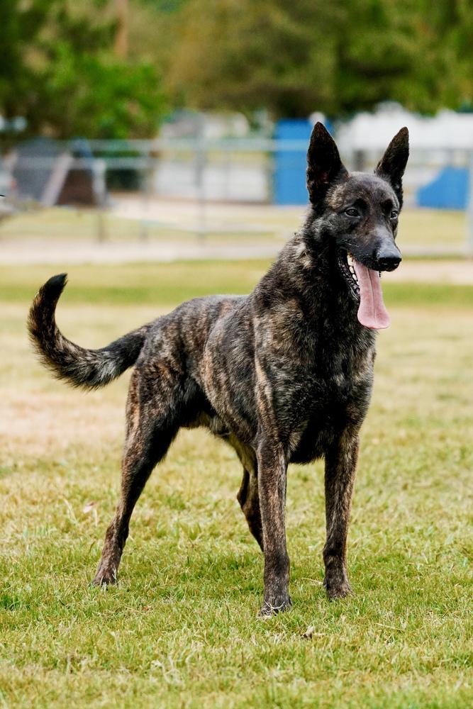 Enlarge Creed, a Adoptable Dutch Shepherd in Mira Loma, CA image 2/2