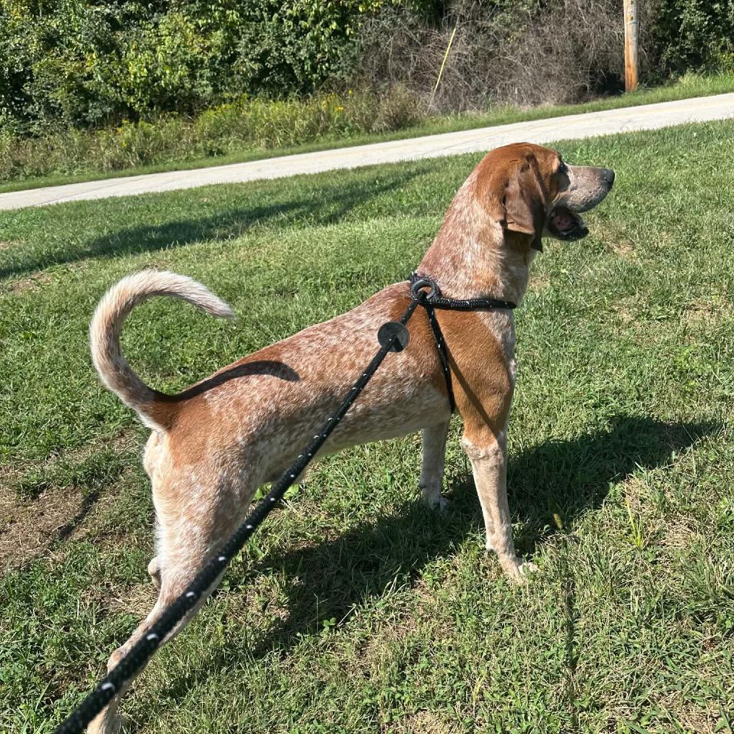 Enlarge Big Red, a Adoptable Redbone Coonhound in Batavia, OH image 2/4
