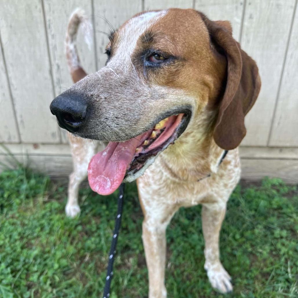 Enlarge Big Red, a Adoptable Redbone Coonhound in Batavia, OH image 3/4
