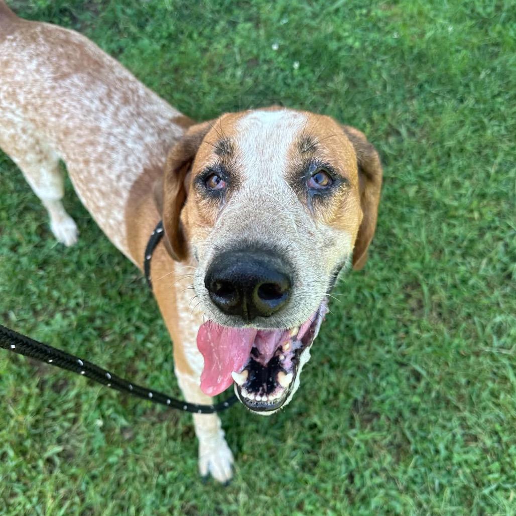 Enlarge Big Red, a Adoptable Redbone Coonhound in Batavia, OH image 1/4