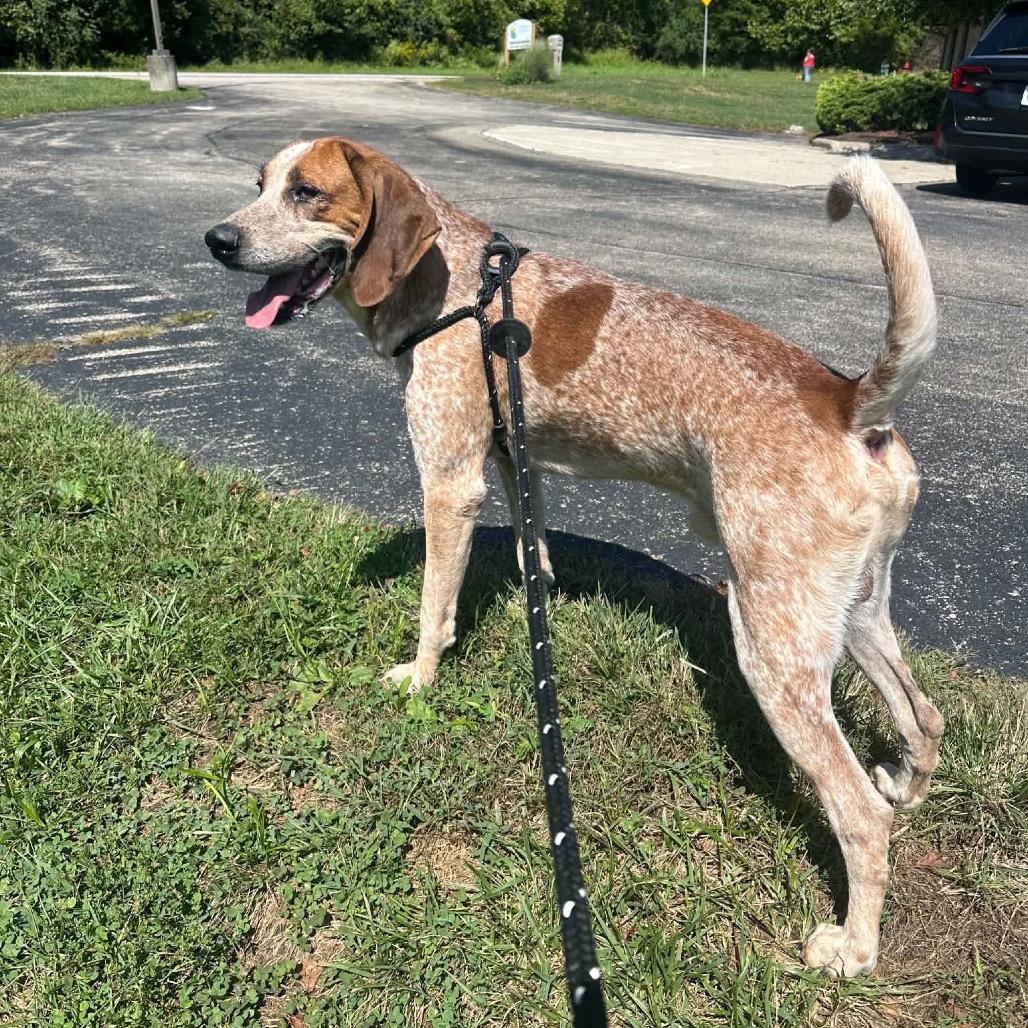 Enlarge Big Red, a Adoptable Redbone Coonhound in Batavia, OH image 4/4