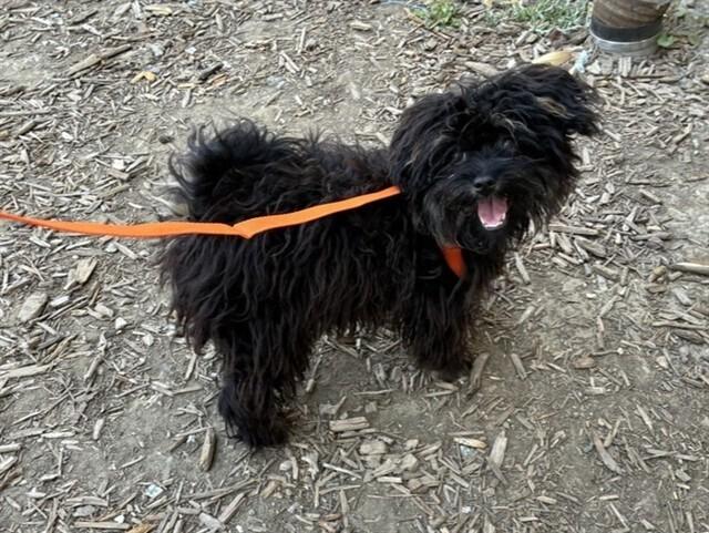 Gundi, Adoptable, Young Female Poodle & Maltese.