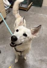 Enlarge Remi, a Adoptable Husky in Redmond, OR image 2/2
