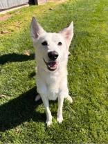 Remi, Adoptable, Adult Female Husky.