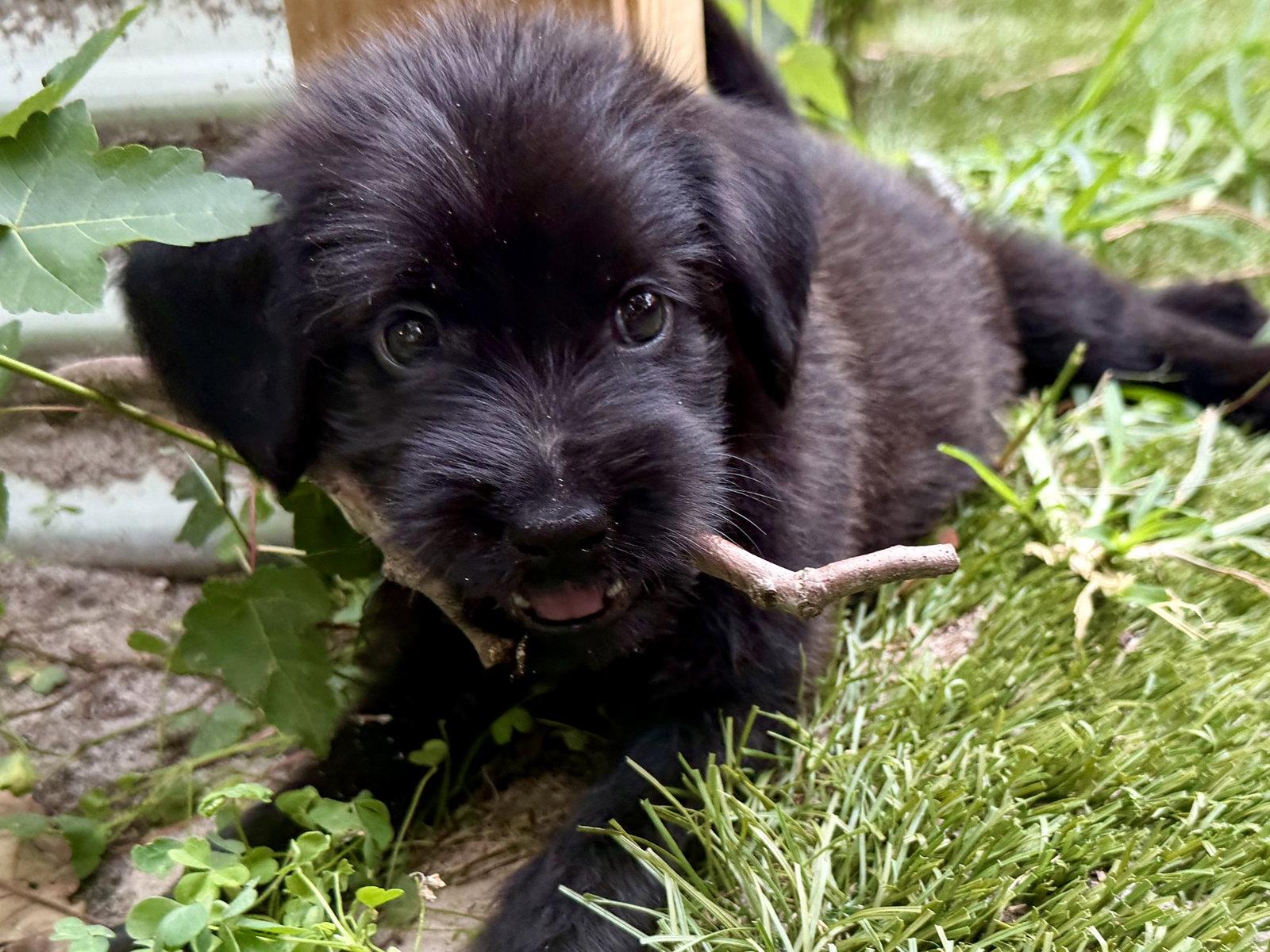 Enlarge Jazzy, a Adopted Mixed Breed in Mount Pleasant, SC image 1/3