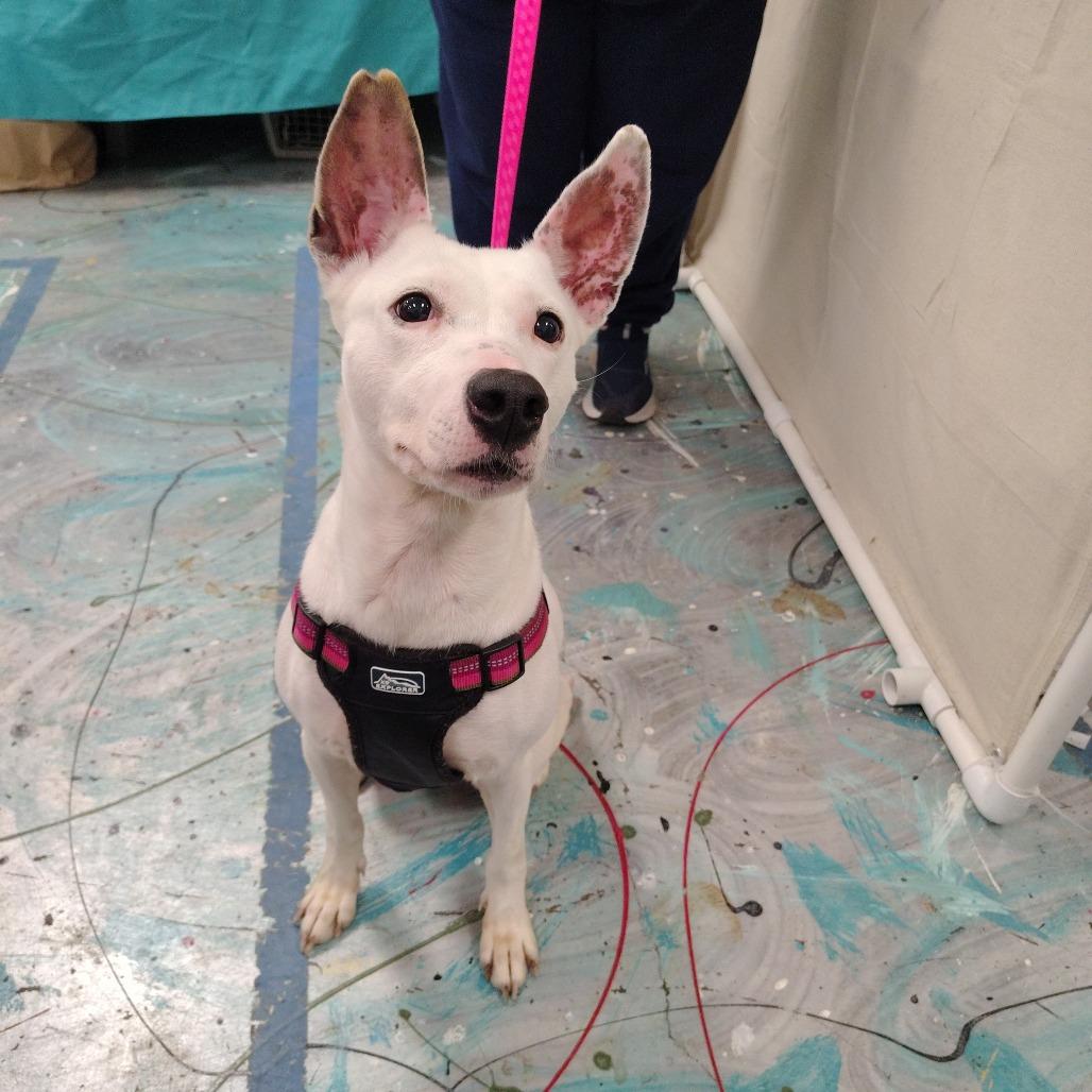 Kaia, Adoptable, Senior Female Fox Terrier & Pit Bull Terrier.