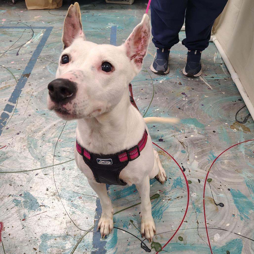 Kaia, a Adoptable mixed breed in Coos Bay, OR image 2/2