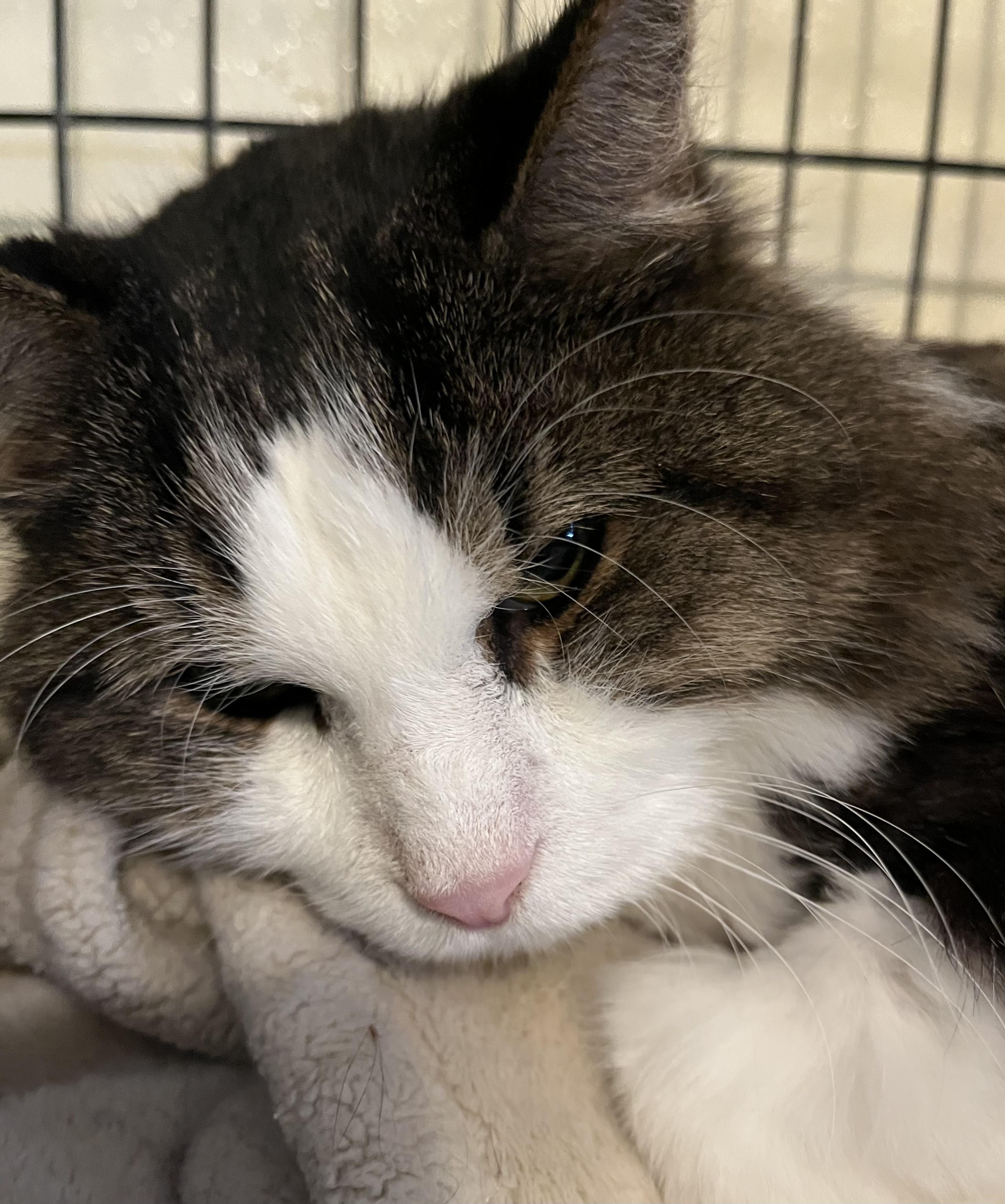 Enlarge Ludo, a Adoptable Domestic Medium Hair in Moline, IL image 3/4