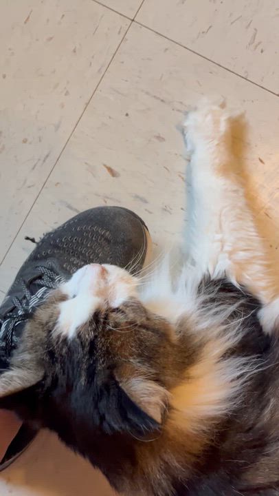 Enlarge Ludo, a Adoptable Domestic Medium Hair in Moline, IL video 2/4