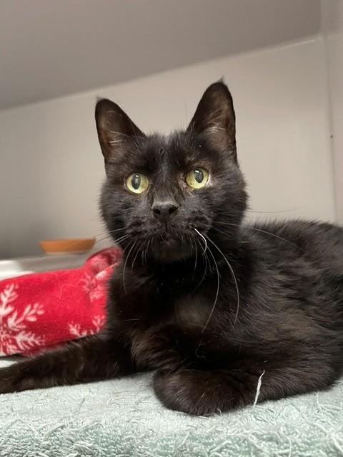 Enlarge Midnight, a ADOPTABLE Domestic Short Hair in Hayward, WI image 1/1