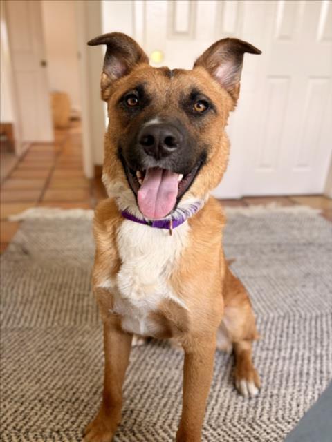 JACK, Adoptable, Young Male Mixed Breed.